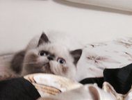 :  ,  -   ,         ,     . 