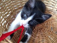 :           2  .    ()  Ami Cat,   