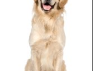 :                  ,     , ,