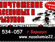 Уничтожение насекомых и грызунов Уничтожение тараканов, клопов, блох, мышей. Конфиденциальность. Гарантия!, Барнаул - Разные услуги
