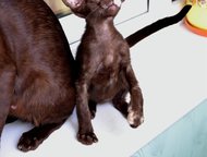 :          - .   (female, chocolate tortie)  f: LV*Avilordes Nath
