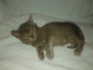       ,    sinbad morehod bjuemarins, 3 .   07. 03. 2015.,  -    