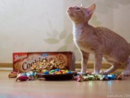 :      Decoute    Cookie & Cake Decoute. . . 03. 02. 2015, : G. I. Ch. Keyra Ink