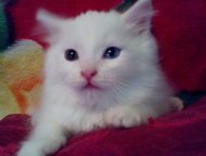         ,  2, 5    ,  !,  -  