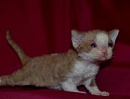 : Devon Rex  DevAnna Rex        .   19  26  2015  .    ,