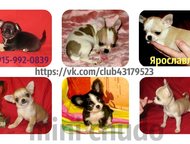               mini_chudo/     .  ,  -  ,  