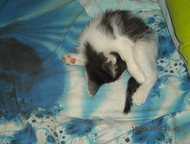 Каменск-Уральский: отдам котенка в добрые руки мальчик, 1. 5 мес, любит играть, все кушает, приучен к туалету, ласковый, умненький