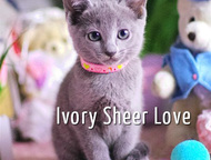 :       Sheer love//C     .     WCF, Inter Champion FIFE Rusblue