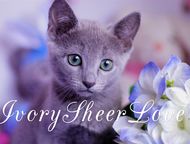       Sheer love//C     .     WCF, Inter Champion FIFE Rusblue,  -    