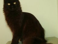  :     -       - Golden family (cfa)    