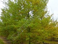 :     Zlatpitomnik            - 