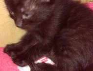 :              ,  , .   ,     .