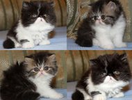        Lumicat  .       .    ,  ,  -    