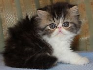 :         Lumicat  .       .    ,  