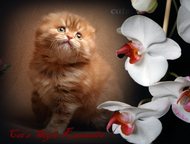 :     Cats Style      ,  ()   