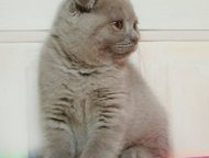            Scottish Fold & Scottish Straight,   ,  -    