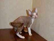 Челябинск: В качестве домашнего любимца Девон рекс Продаются котопесики, мальчики.   Окрас: циннамон с белым, циннамон пятнисты с белым.   Характер - шикарный!  