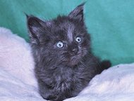 :   ,          Maine-Coon. : , ,    
