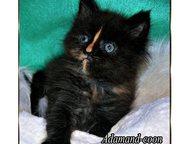 :   ,          Maine-Coon. : , ,    