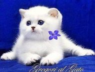          
   Gregori al gato 
   ,  -    