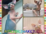        AprioriNaked   -  ,    ,  -    