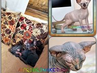 :        AprioriNaked   -  ,    