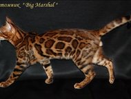 :      Big Marshal  . 
   -     . 
 , 