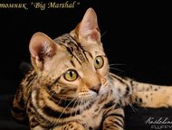      Big Marshal  . 
   -     ! 
 , ,  -    