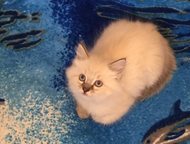 Котята (невская маскарадная) с паспортами Предлагаются Вашему вниманию 4 милых невских маскарадных кошечек с отличной родословной. Дата рождения: 08. , Санкт-Петербург - Продажа кошек и котят