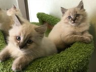 Санкт-Петербург: Котята (невская маскарадная) с паспортами Предлагаются Вашему вниманию 4 милых невских маскарадных кошечек с отличной родословной. Дата рождения: 08. 