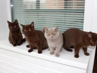 Британские короткошерстные котята Британские котята, мальчики лилового и шоколадного окраса.   В родословной только британцы.   Котята приучены к лотк, Санкт-Петербург - Продажа кошек и котят