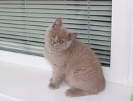 Санкт-Петербург: Британские короткошерстные котята Британские котята, мальчики лилового и шоколадного окраса.   В родословной только британцы.   Котята приучены к лотк