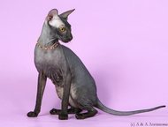 Сфинкс кошка Питер! Лиссабона-Петербургский сфинкс, Чемпион породы, 7лет, черного окраса, стерилизована-выводится из разведения , ходит на унитаз! ище, Санкт-Петербург - Продажа кошек и котят