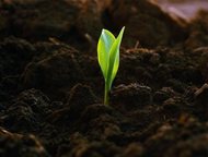 Санкт-Петербург: Строительство, выравнивание, ландшафтные работы Дранишники. Вартемяги. Осиновая роща. Левашово. Агалатово. Горская. Черная речка и другие. 
 Выравнива