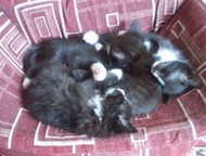 отдам котят в хорошие руки Отдам котят. родились 21 апреля. самостоятельно кушают, ходят в лоток. есть и мальчики и девочки. все черно -белые., Санкт-Петербург - Отдам даром