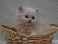 -:  ,      Sozvezdie eleni    ! 
      