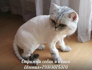 Санкт-Петербург: Стрижка собак и кошек, выезд мастера на дом по Спб, и область Профессиональная стрижка собак и кошек любых пород, с выездом к вам на дом! 
 
 *Модельн