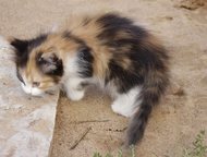 Отдам в хорошие руки отдам в хорошие руки котят  1. 5 мес, Санкт-Петербург - Отдам даром