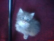 прекрасные котята прекрасные котята 2 месяца от шотландской длинношерстной кошки едят сухой корм ходят в лоток, Санкт-Петербург - Отдам даром
