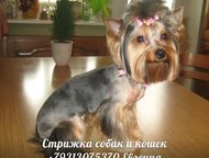 Санкт-Петербург: Зооуслуги для животных, стрижка собак и кошек на дому Профессиональная стрижка собак и кошек на дому в Санкт-Петербурге и Лен. области.   Предлагаю св