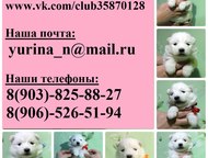 Белоснежные мишки самоедики Самоедской лайки, белоснежных щеночков продам ! 
 Возможна доставка и рассрочка ! 
 Звоните, пишите - не стесняйтесь, дого, Санкт-Петербург - Продажа собак,  щенков