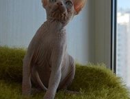     ,    ,          -   ,  -    