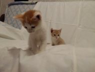 :    , ! 3  .    .    ,  4 , , .